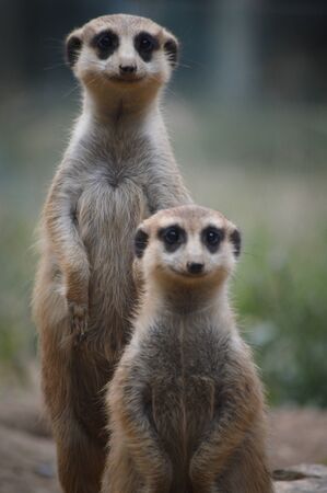 Cute group of meerkat at the wild natureの写真素材