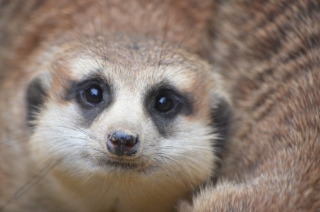 Cute meerkat or surikate at the wild natureの写真素材