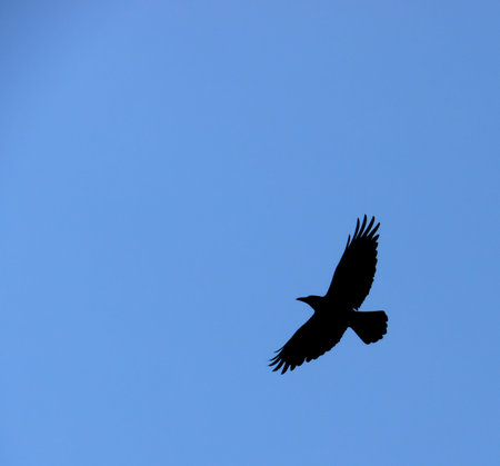 A black crow flies at the blue sky