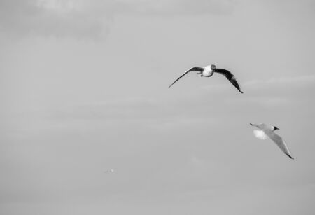 Seagulls in flight on grey skyの写真素材