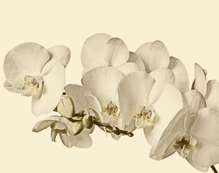 Flowering branch of white orchids on a white backgroundの写真素材