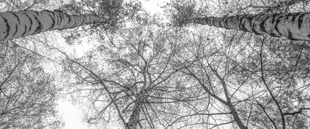 A variety of birch crown in the autumn forest against  the gray sky. Bottom view of the trees