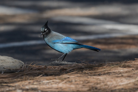 Stellers Jay (Cyanocitta stelleri) in the late autumn, Arizona, USAの写真素材