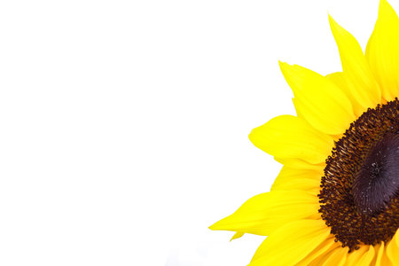 Perfect Sunflower, completely isolated on white backgroundの写真素材