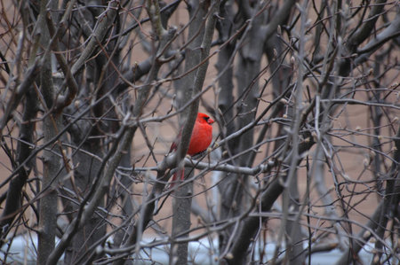 Cardinal in the Winter
