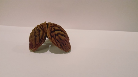 Nectarine Pits/Seeds Leaning up Against Each Other on White Background