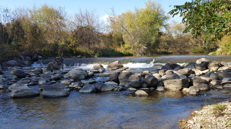 Salmon Fish Ladder/Step in North America/Canada River