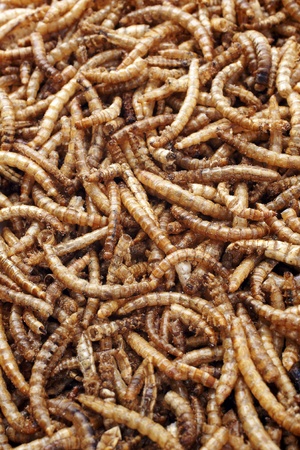 Dried Meal Worms a popular bird food for ground feeding birds and reptiles and can be used as fishing bait Mealworms are the larval form of the mealworm beetle, Tenebrio molitor, a species of beetle  の写真素材