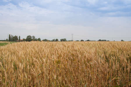 Yellow grain ready for harvest growing in a farm fieldの写真素材