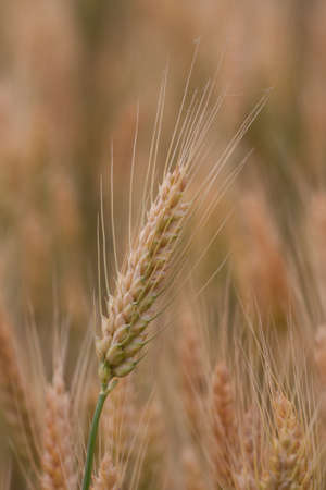 Yellow grain ready for harvest growing in a farm fieldの写真素材