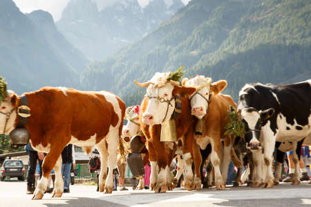 Falcade, Belluno, Italy - September 26, 2015: Se Desmonteghea a great party in Falcade for the livestock returning from the highland pasturesのeditorial素材