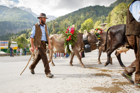 Falcade, Belluno, Italy - September 26, 2015: Se Desmonteghea a great party in Falcade for the livestock returning from the highland pasturesのeditorial素材