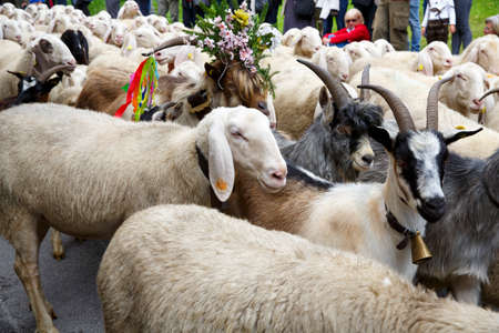 Falcade, Belluno, Italy - September 26, 2015: Se Desmonteghea a great party in Falcade for the livestock returning from the highland pasturesのeditorial素材
