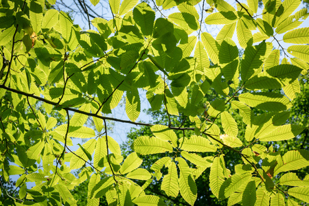 Sunlight through green leaves. Hornbeam (Carpinus)の写真素材