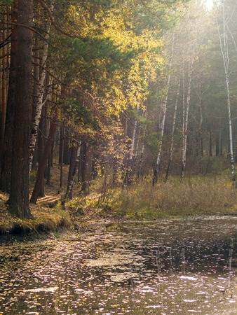 A small lake with pines and birches on the shore in the autumn forest. Sun glare. Ural, Russiaの写真素材