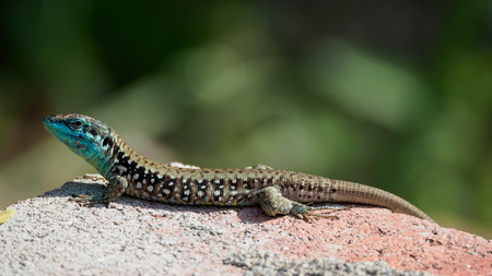 Lizard Lacerta viridisの写真素材