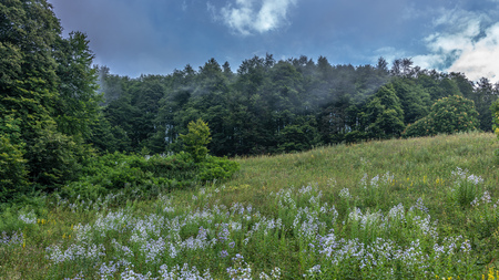 Edge of a green forest with a bright blue sky after a green meadowの写真素材