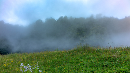 Edge of the green forest in dense fog after a green meadowの写真素材