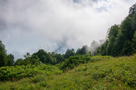 Edge of the green forest in the clouds and dense fog. Through the fog you can see the mountains.