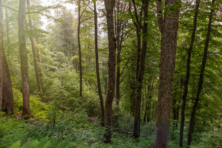 Light fog in the green forest with fern. The sun's rays make their way through the fog.の写真素材