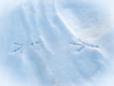 Bird trail on pure white snow. Trail of crows in the snowの写真素材