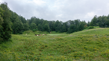 Cows graze on a misty alpine meadow. Production of dairy products, cheese, chocolate. Environmental Protection.の写真素材