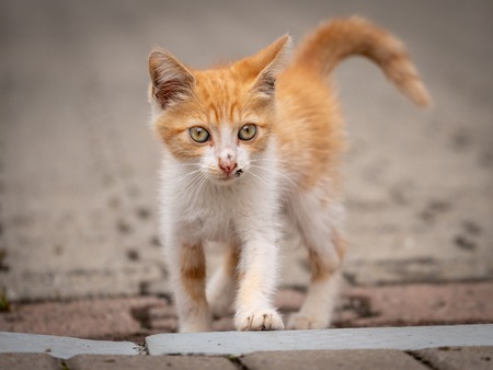 Small stray cats is interested go ahead. Ginger kitten with white breasts and white pawsの写真素材
