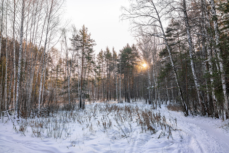 Young pines and birches in the winter forest lit by the sun at sunsetの写真素材