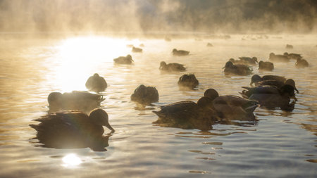 Ducks swim in the river in the fog against the sun