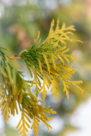 Yellow-green leaves of evergreen thuja bushes in winter