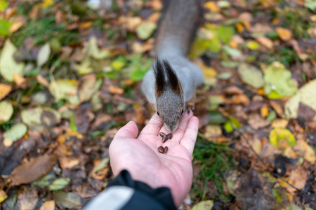Squirrel eats nuts from the palm in autumn park. Squirrel eats nuts, pressing their ears.の写真素材
