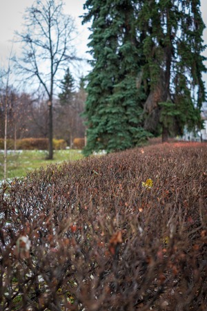 Trimmed bushes with fallen leaves in the autumn park.の写真素材
