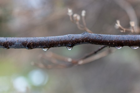 A thin tree branch on a rainy autumn day. Drops of water hang from a branch.の写真素材