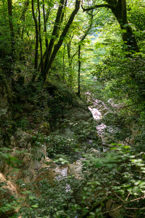 The rocky shores of a small mountain river flowing in a green forest