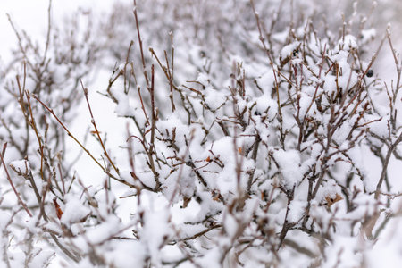 Thorny branches of trimmed bushes are covered with fresh snow. Copy space background