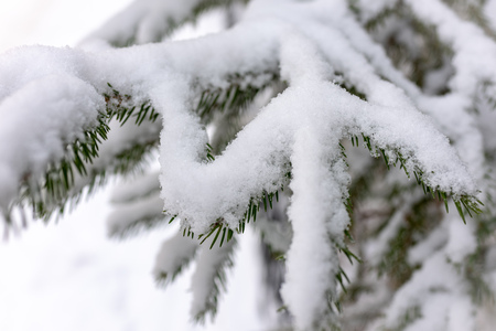 Green spruce branches covered with fresh white snow. Copy space backgroundの写真素材