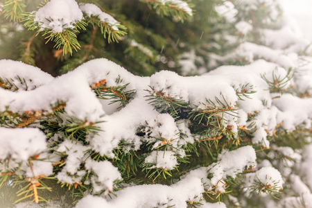 Green spruce branches covered with fresh white snow. Copy space backgroundの写真素材