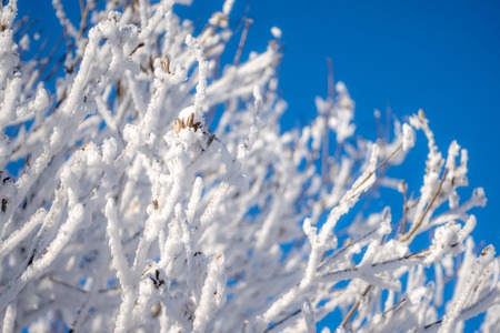Tree branches in winter covered with snow and frost on a sunny day. Frozen tree branches. Background with copy space. Magic white background.の写真素材