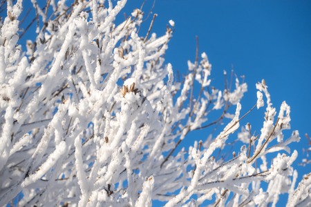 Tree branches in winter covered with snow and frost against a blue sky on a sunny day. Frozen tree branches. Magic white background. Background with copy spaceの写真素材