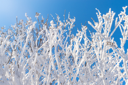 Tree branches in winter covered with snow and frost against a blue sky on a sunny day. Frozen tree branches. Background with copy space. Magic white background.の写真素材