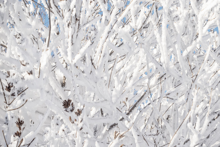 Tree branches in winter covered with snow and frost on a sunny day. Frozen tree branches. Magic white background.の写真素材