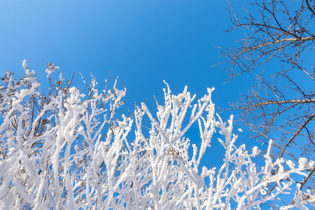 Tree branches in winter covered with snow and frost against a blue sky on a sunny day. Frozen tree branches. Background with copy space. Magic white background.の写真素材