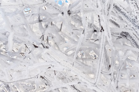 Tree branches in winter covered with snow and frost on a sunny day. Frozen tree branches. Magic white background.の写真素材