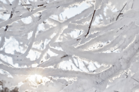 Tree branches in winter covered with snow and frost on a sunny day. Frozen tree branches. Magic white background.の写真素材