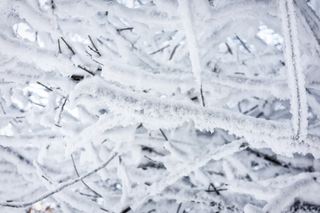 Tree branches in winter covered with snow and frost on a sunny day. Frozen tree branches. Magic white background.の写真素材
