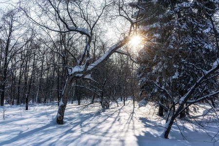 Green spruce branches covered with fresh white snow. Copy space backgroundの写真素材