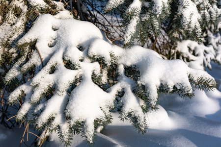 Green spruce branches covered with fresh white snow. Copy space backgroundの写真素材