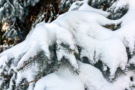 Green spruce branches covered with fresh white snow. Copy space backgroundの写真素材