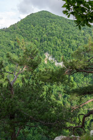 The mountain overgrown with thick green forest. View through curved pine branches.の写真素材
