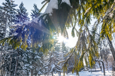 Winter sun through the snow-covered fir branches. Winter fir park.の写真素材